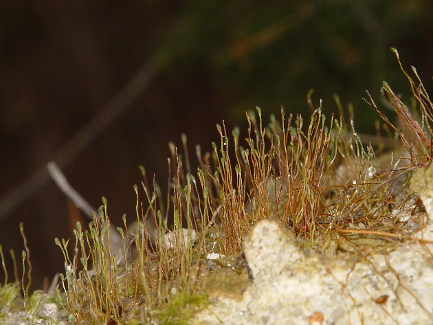Представитель Семейства Disceliaceae